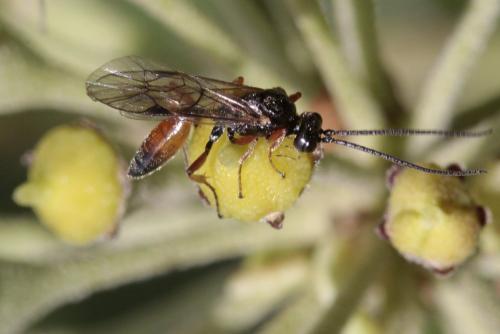 Réf. 295 209 : Mesoleptus sp.